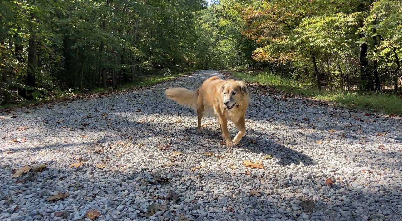 Golden retriever walking on a quiet path through tall green woods